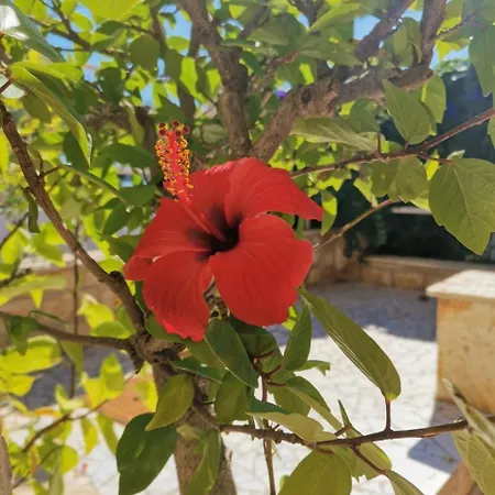 Srdan Vinisce